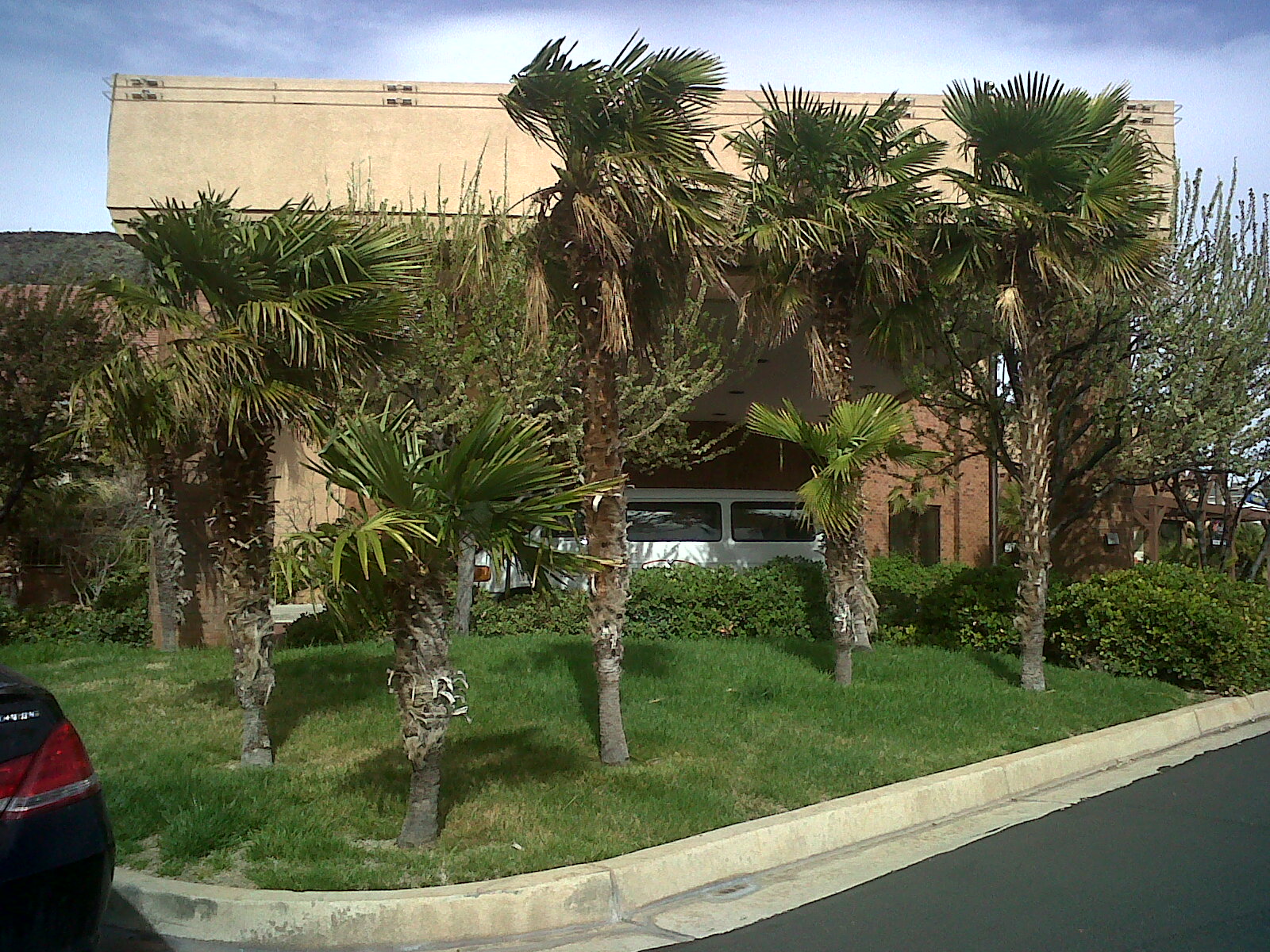 Palms in Utah? Yes! DISCUSSING PALM TREES WORLDWIDE PalmTalk